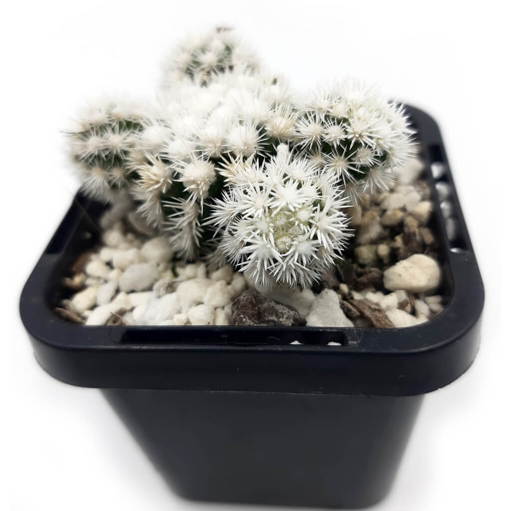 Mammillaria vetula subs. gracilis 'Arizona Snowcap'