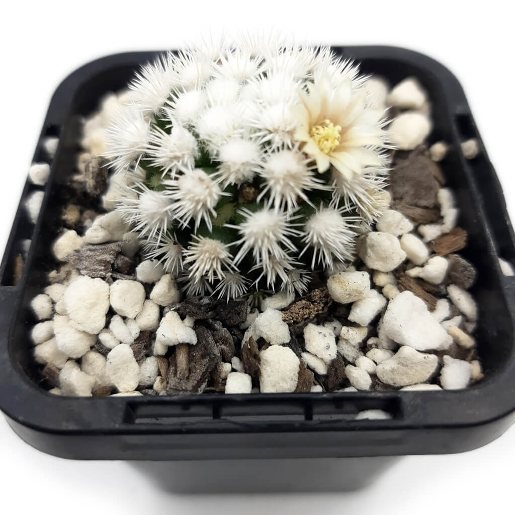 Mammillaria vetula subs. gracilis 'Arizona Snowcap'