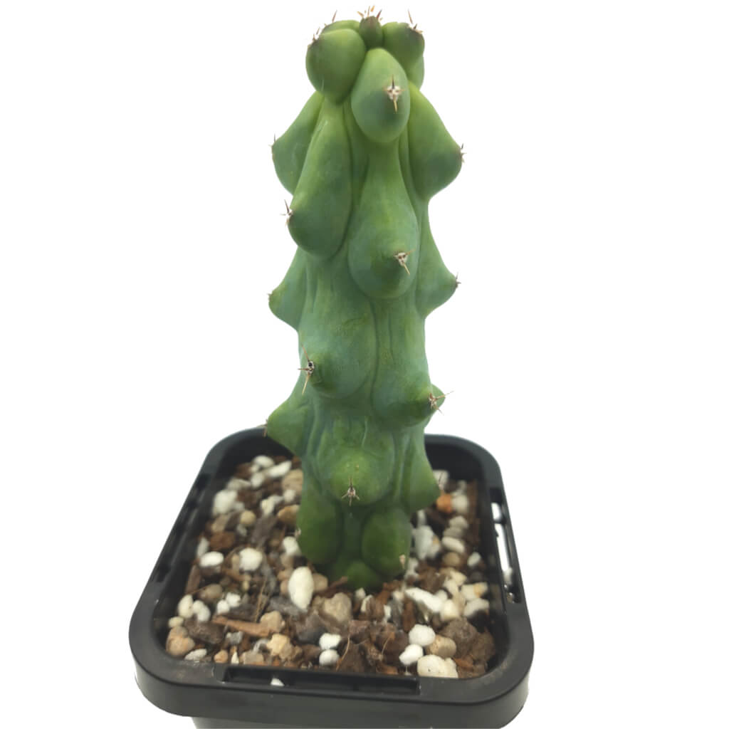Myrtillocactus geometrizans 'Fukurokuryuzinboku' - Booby cactus