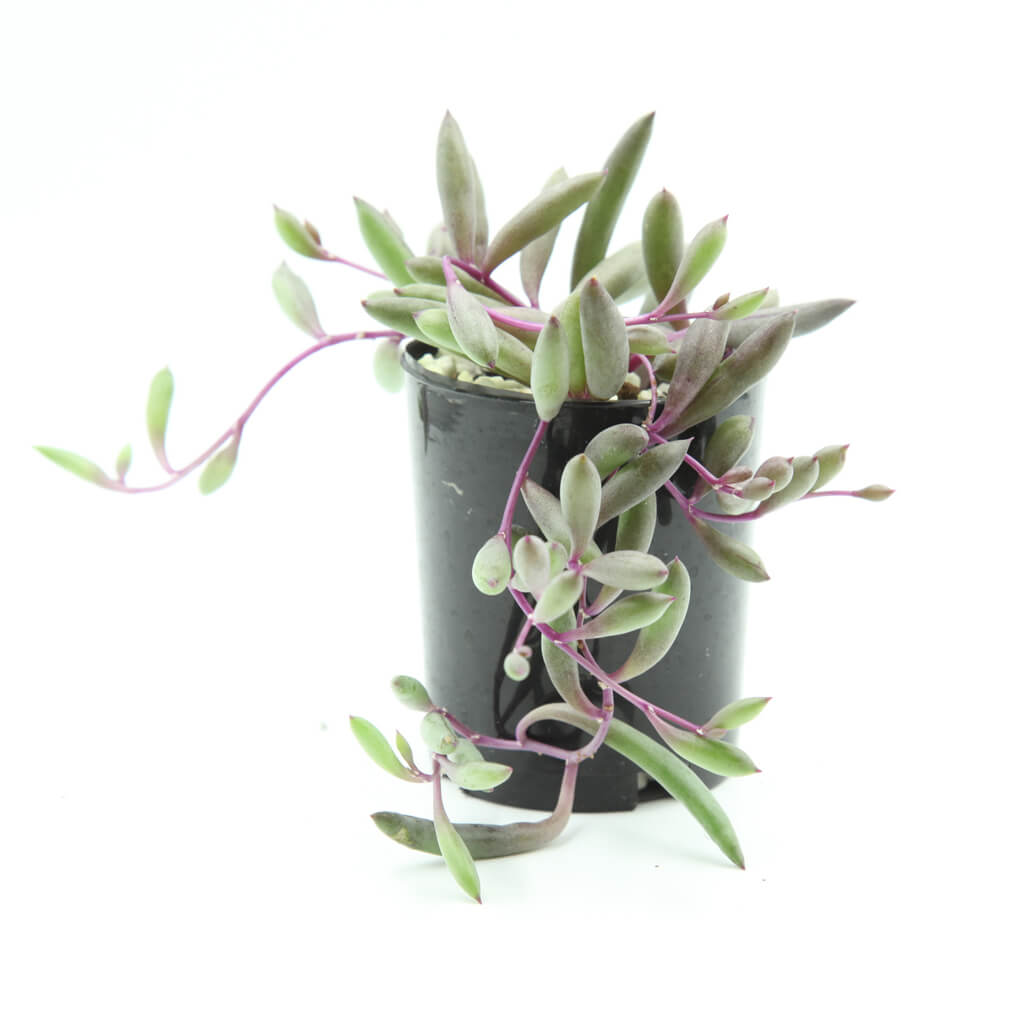 Othonna capensis 50mm