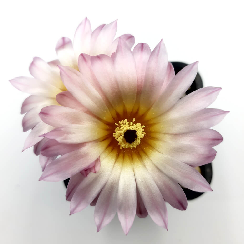 Parodia mueller-melchersii - Pink Ball Cactus
