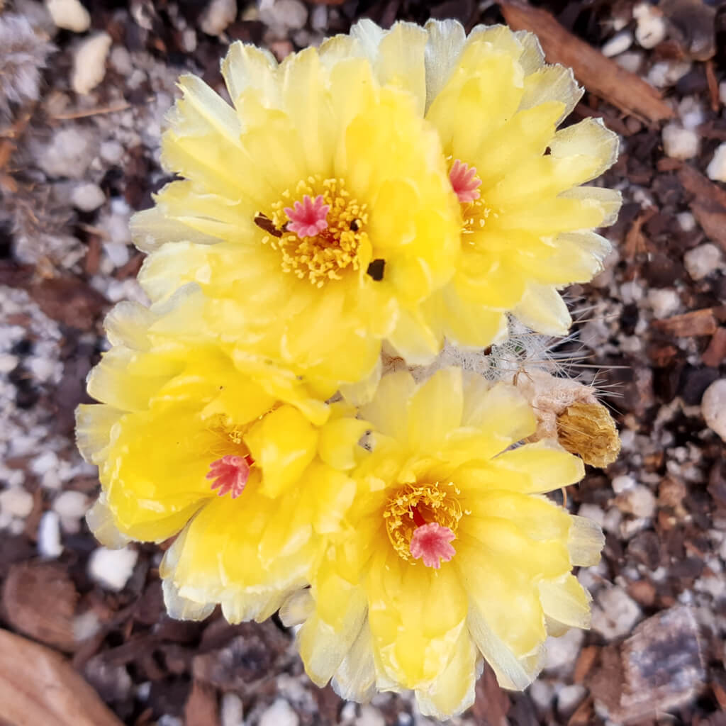 Parodia scopa subs. succinea f. albiseta - Silver Ball Cactus