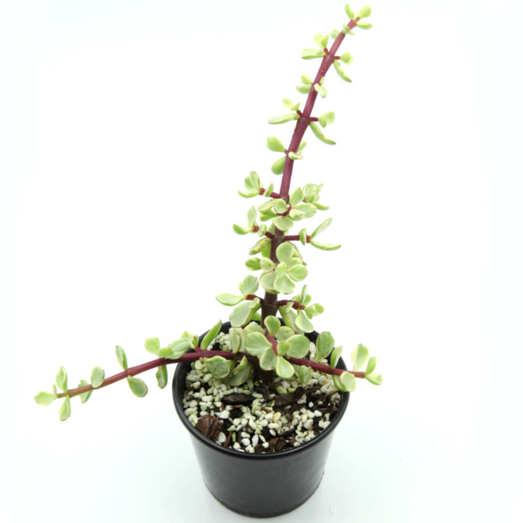 Portulacaria afra f. variegata - Variegated Elephant's Bush / Jade
