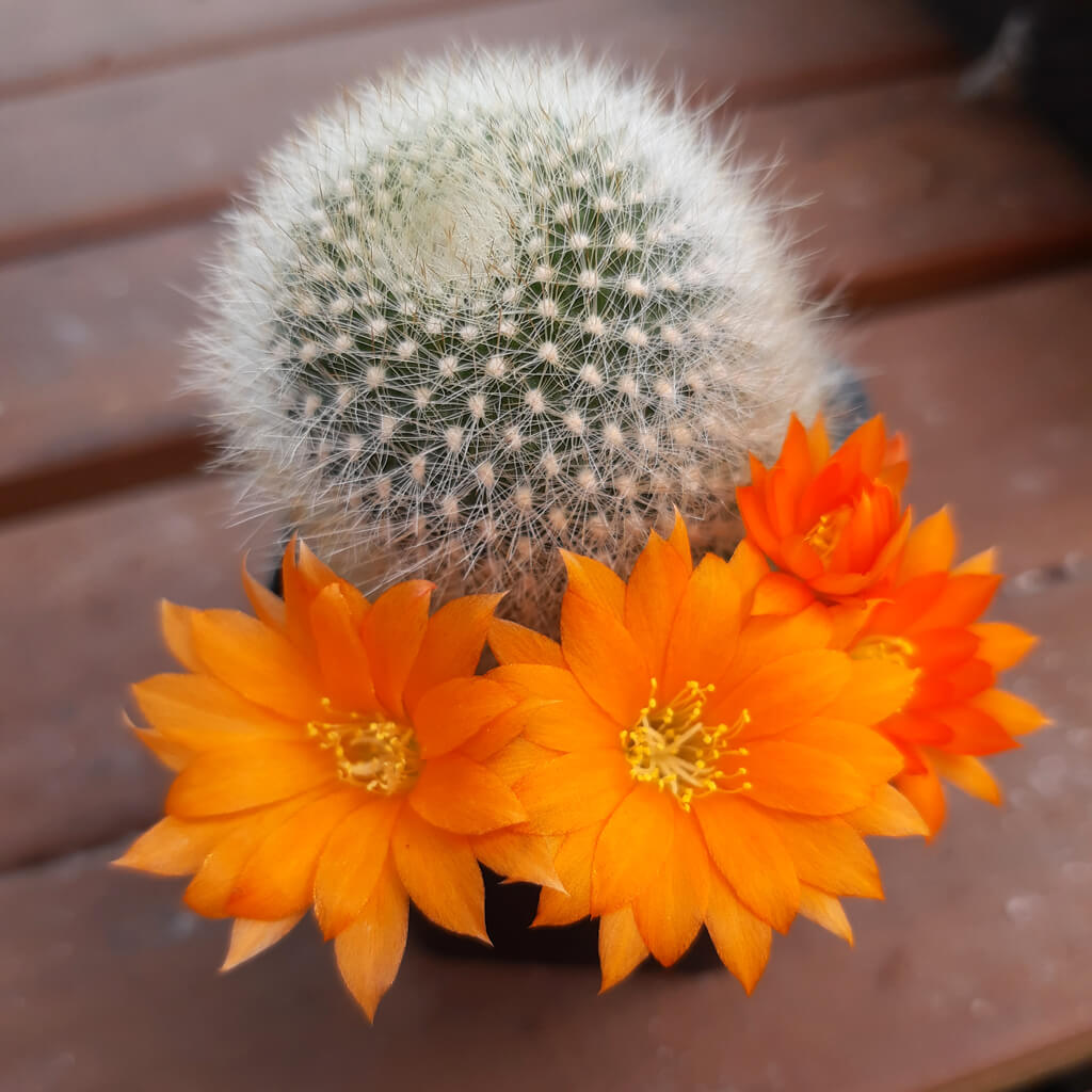 Aylostera muscula - Orange Snowball