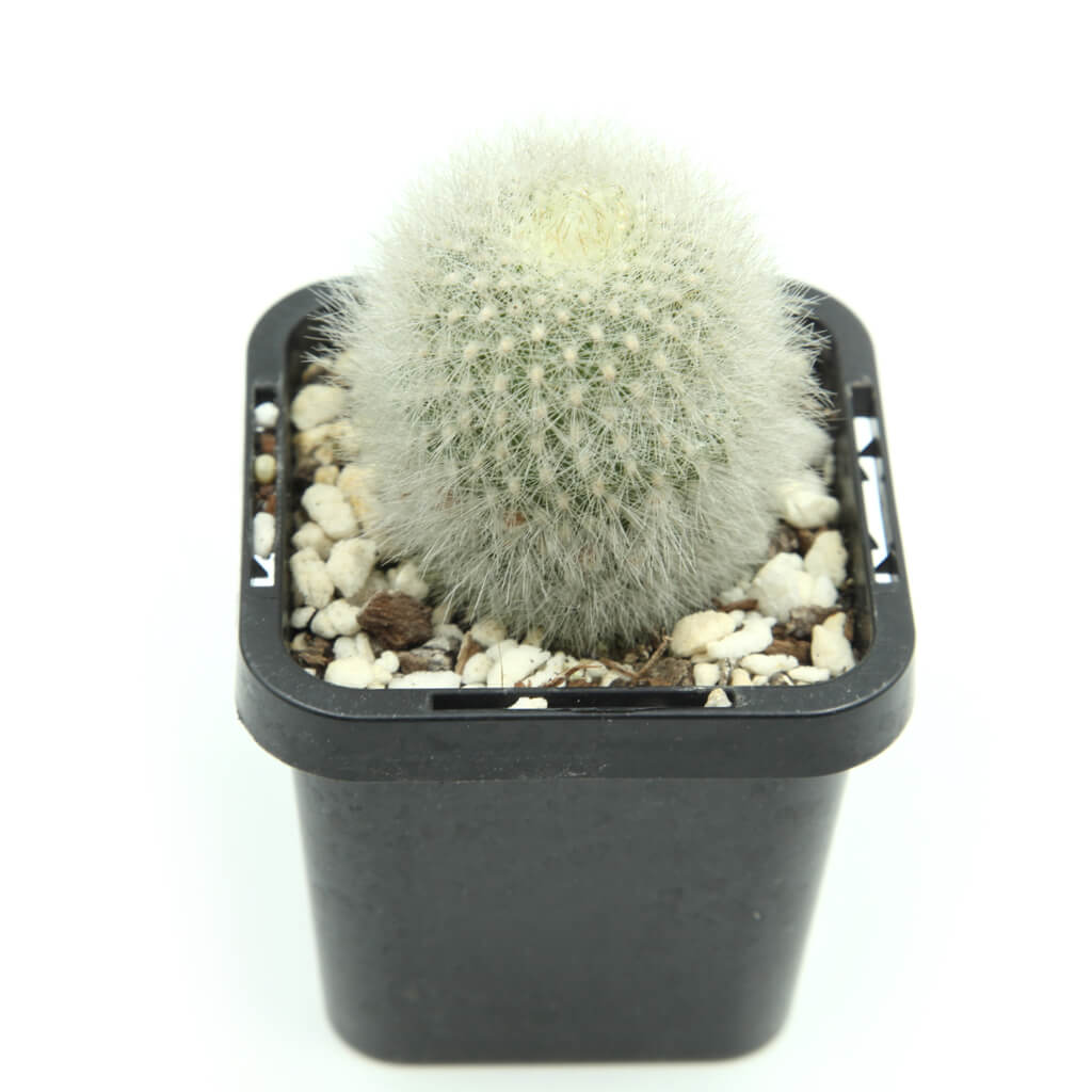 Aylostera muscula - Orange Snowball