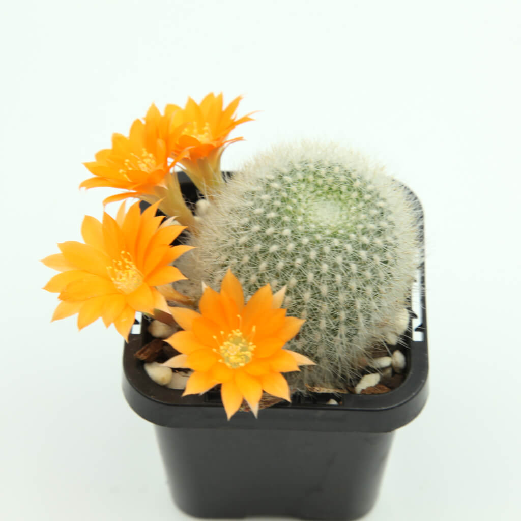 Aylostera muscula - Orange Snowball