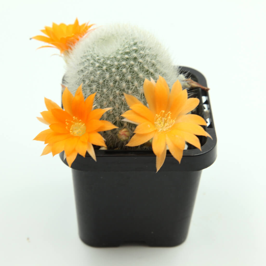 Aylostera muscula - Orange Snowball