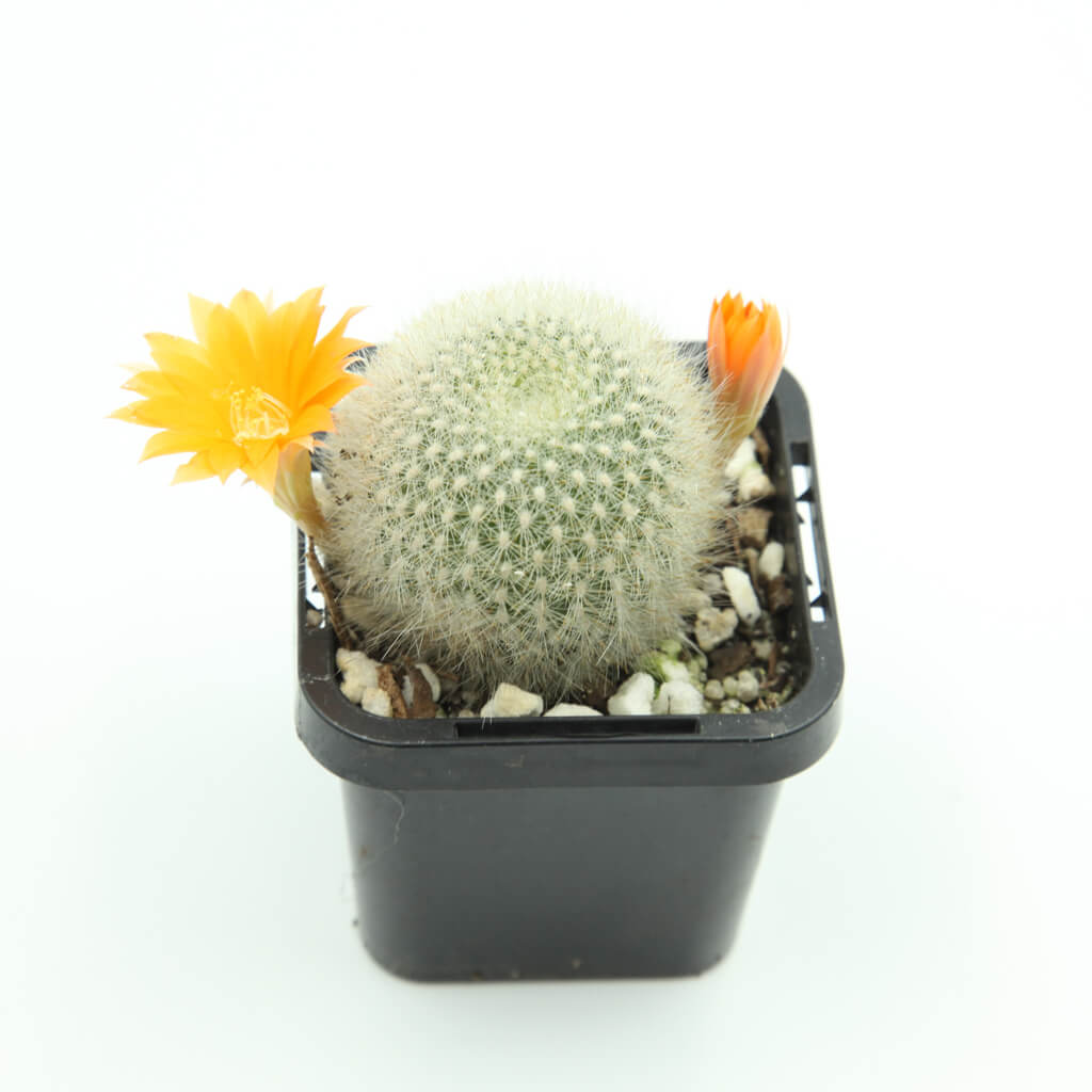 Aylostera muscula - Orange Snowball