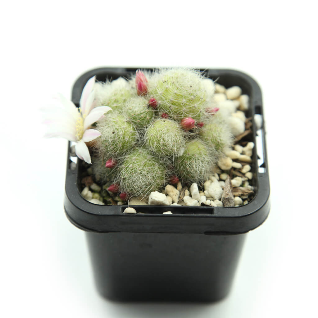Aylostera albiflora