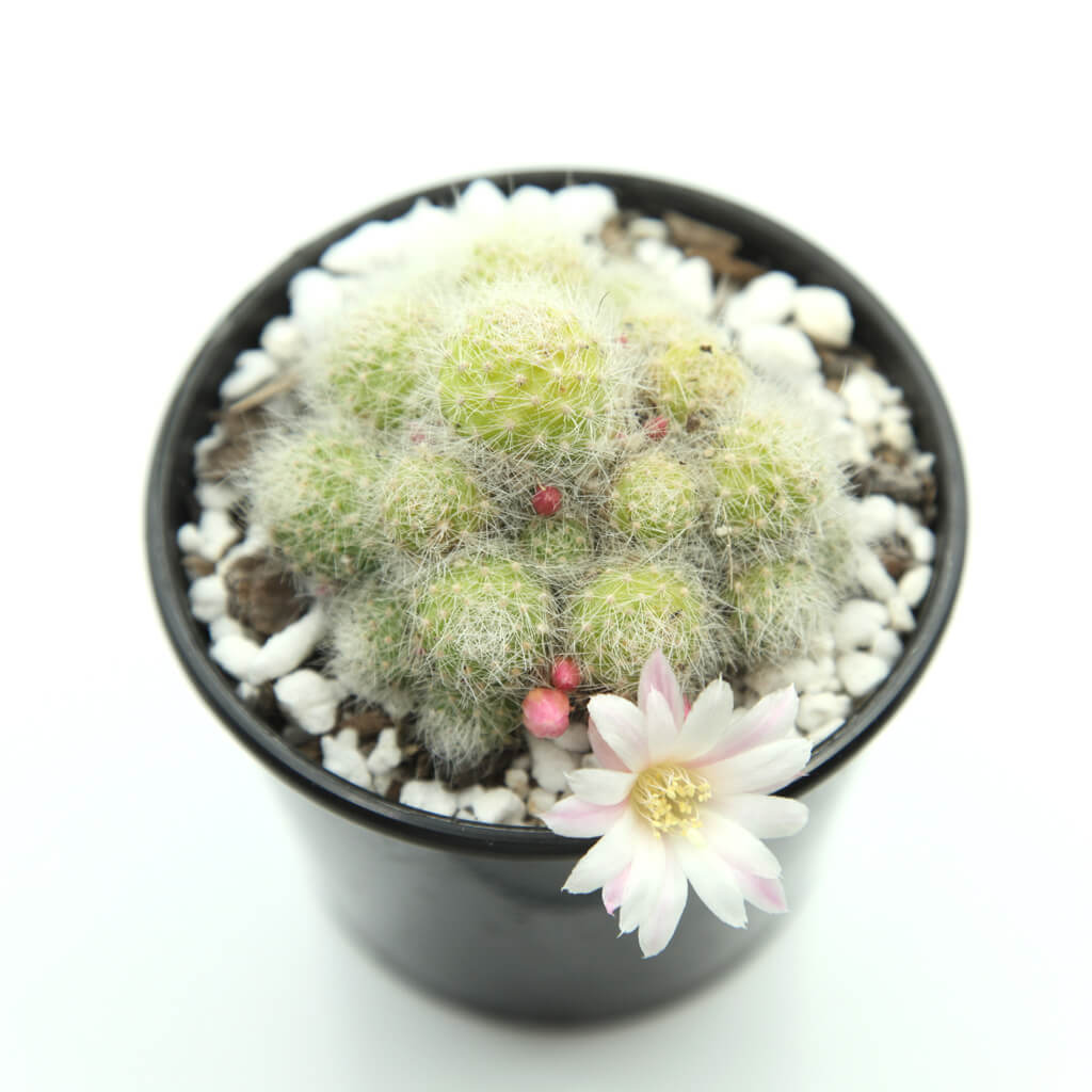 Aylostera albiflora