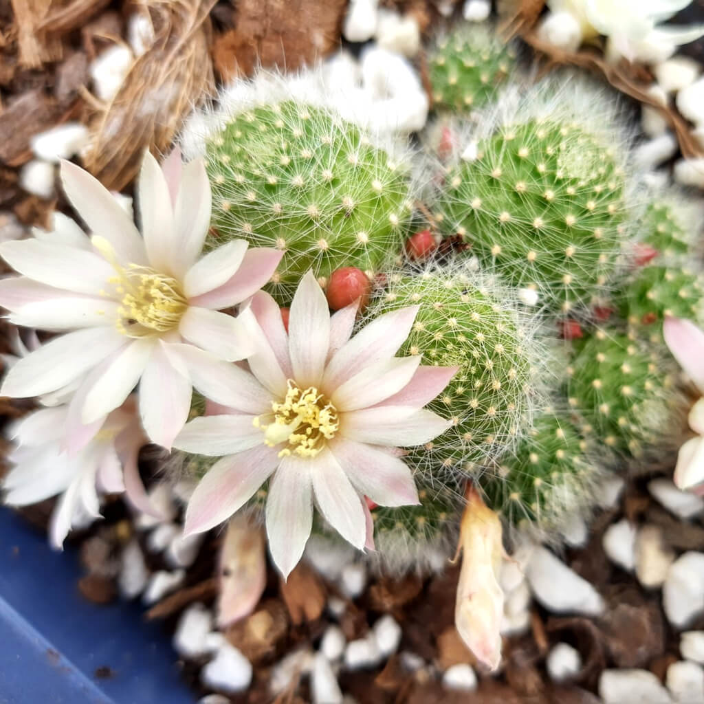 Aylostera albiflora
