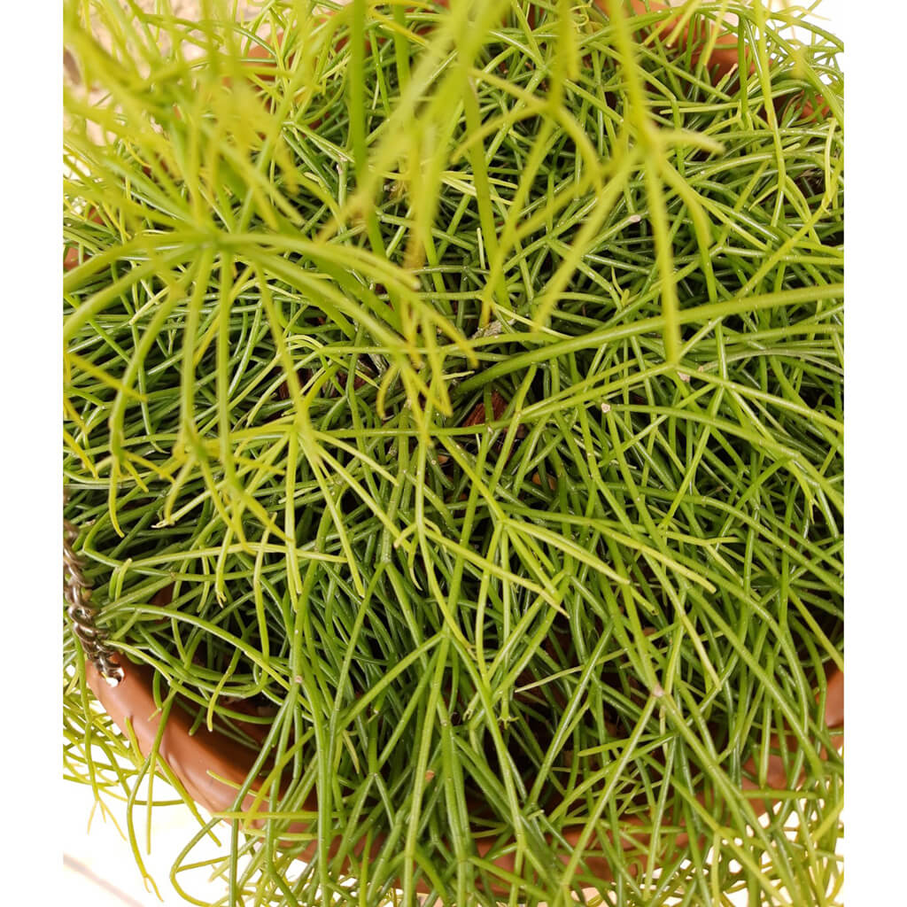 Rhipsalis burchellii