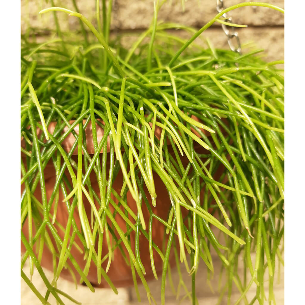 Rhipsalis burchellii