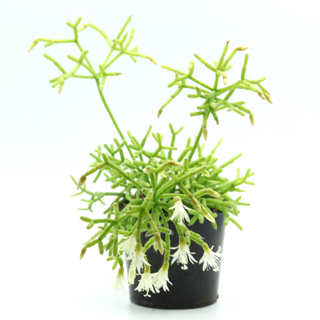 Rhipsalis cereuscula - Coral Cactus