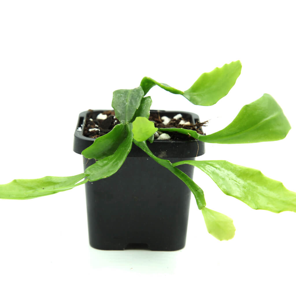 Rhipsalis goebeliana