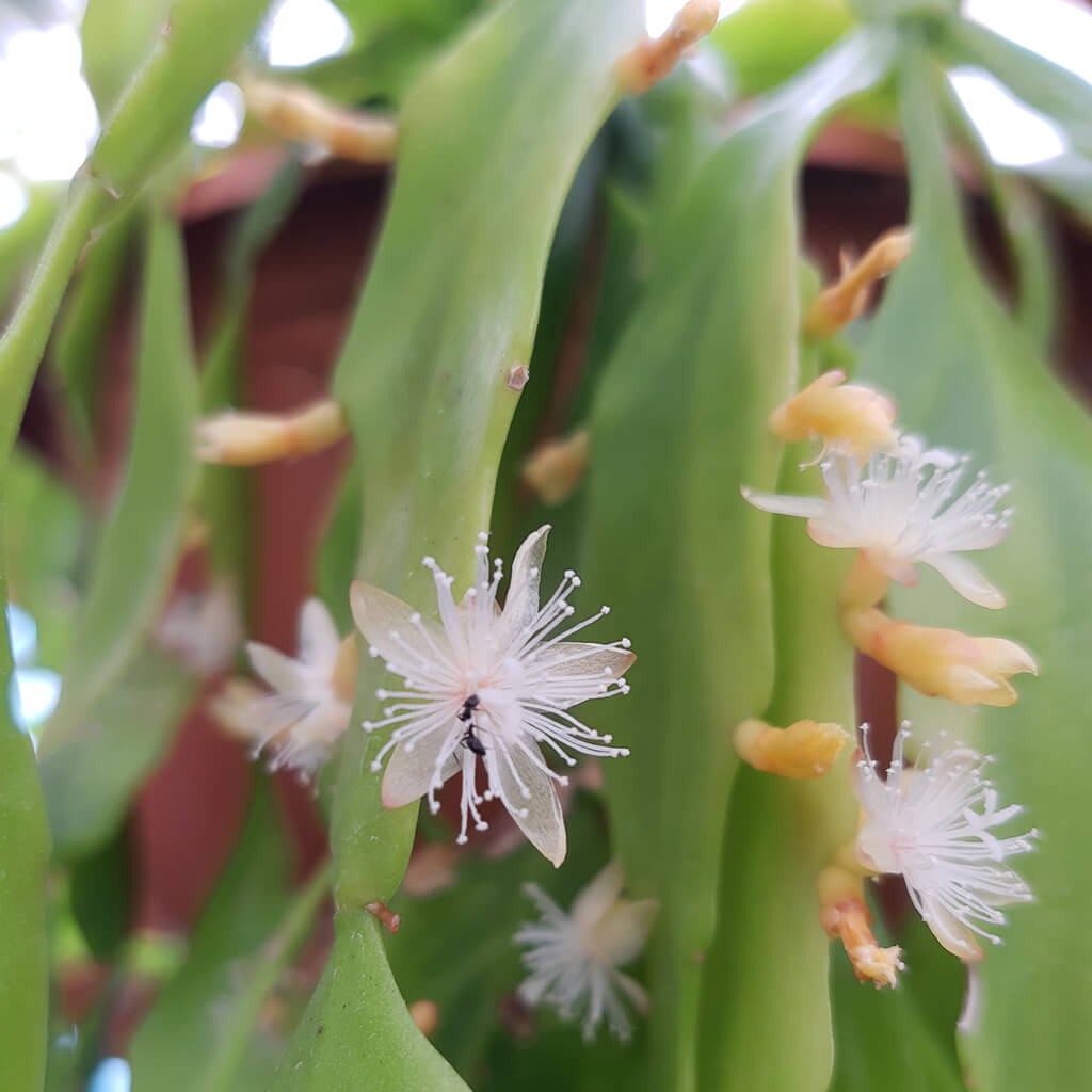 Rhipsalis goebeliana