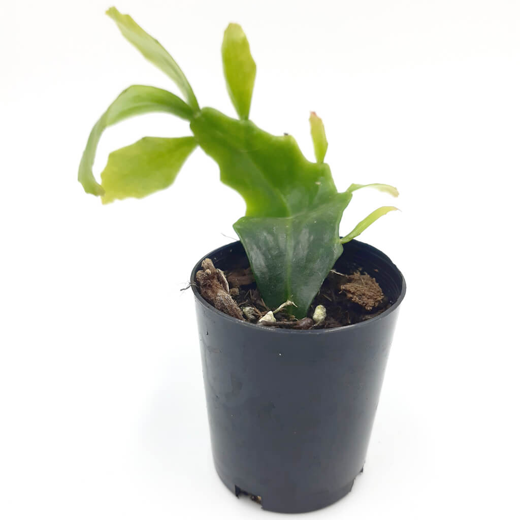 Rhipsalis goebeliana