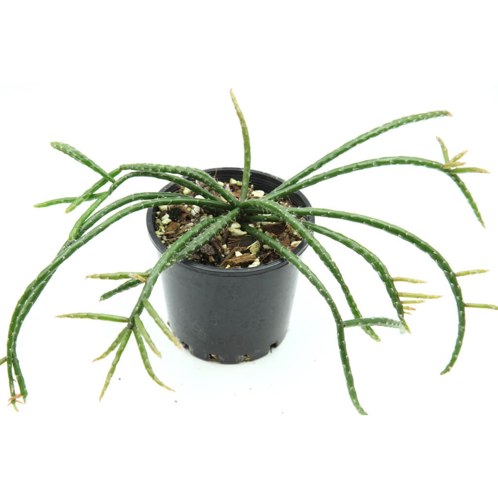 Rhipsalis baccifera subs. horrida - Mouse Tail Cactus