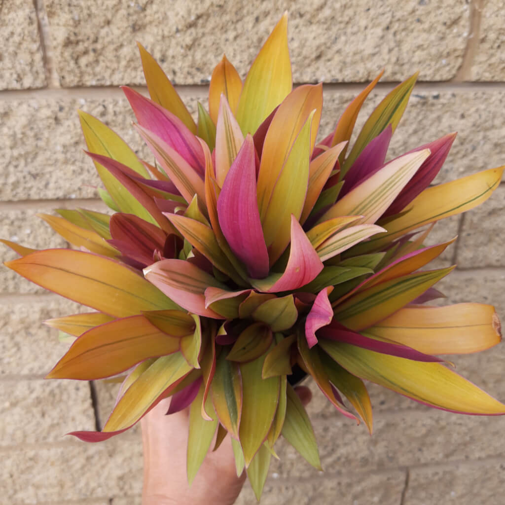 Rhoeo Gold - Tradescantia spathacea - Moses in the Cradle