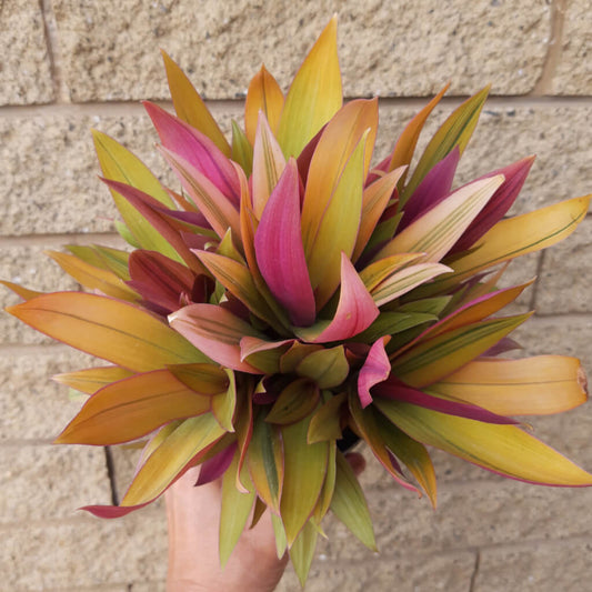 Rhoeo Gold - Tradescantia spathacea - Moses in the Cradle