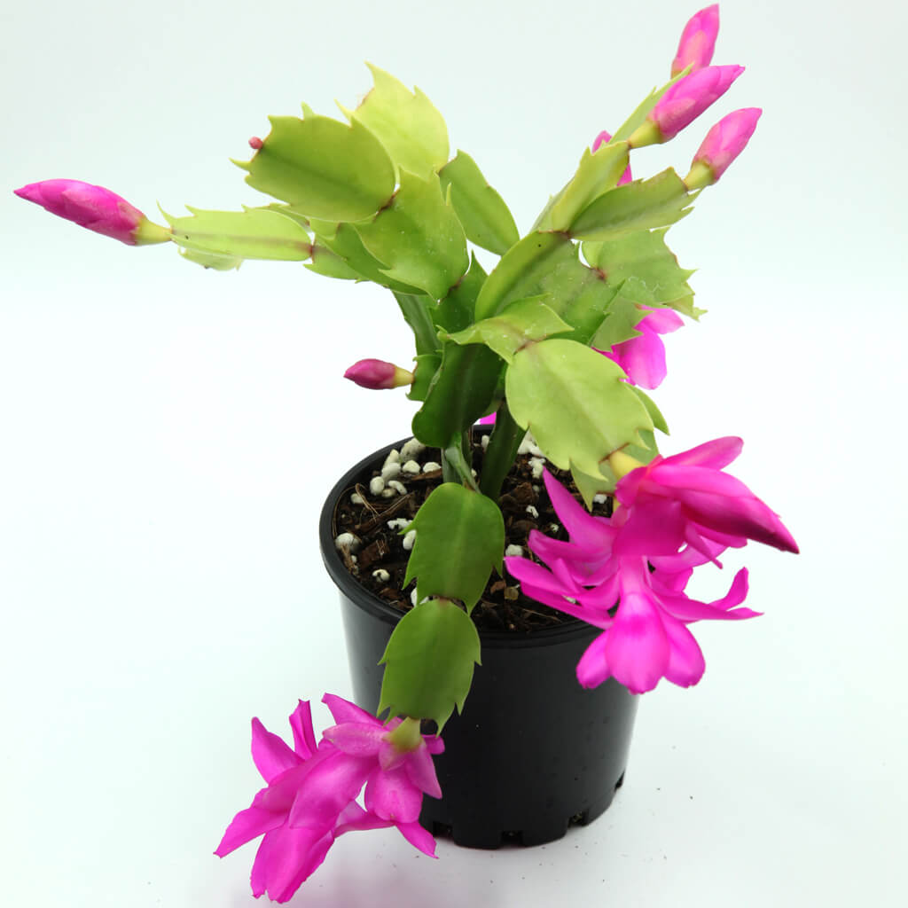 Schlumbergera truncata 'Purple Dancer'