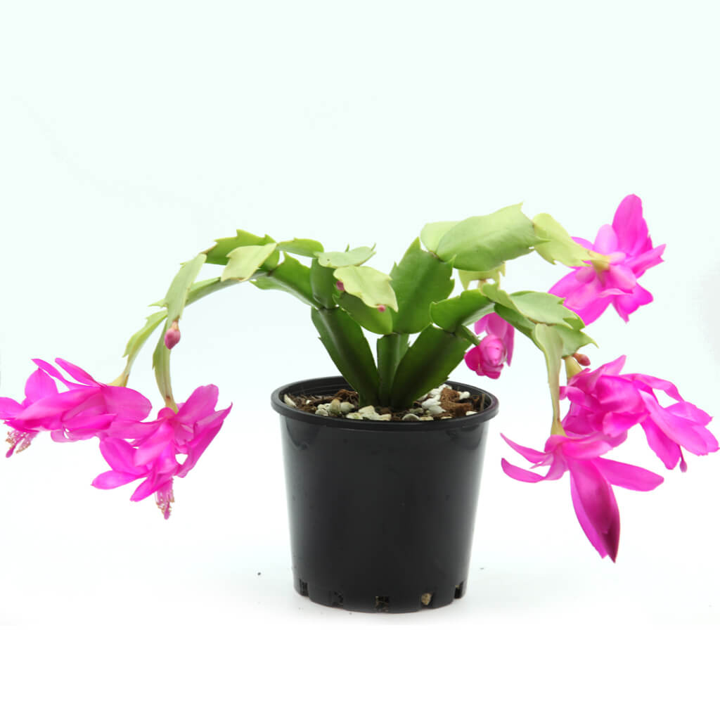 Schlumbergera truncata 'Purple Dancer'