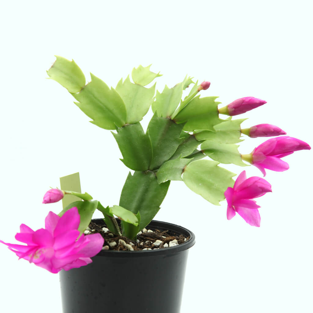 Schlumbergera truncata 'Purple Dancer'