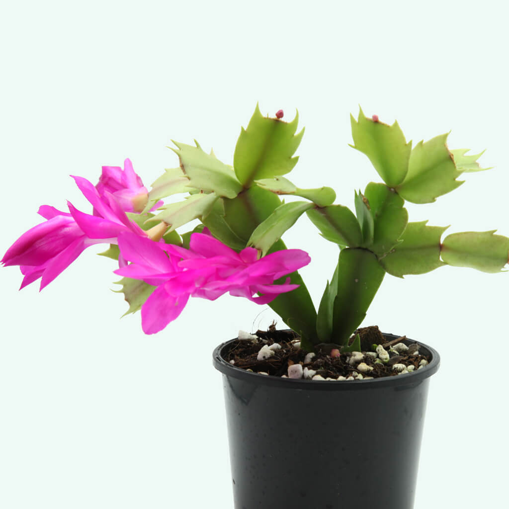 Schlumbergera truncata 'Purple Dancer'