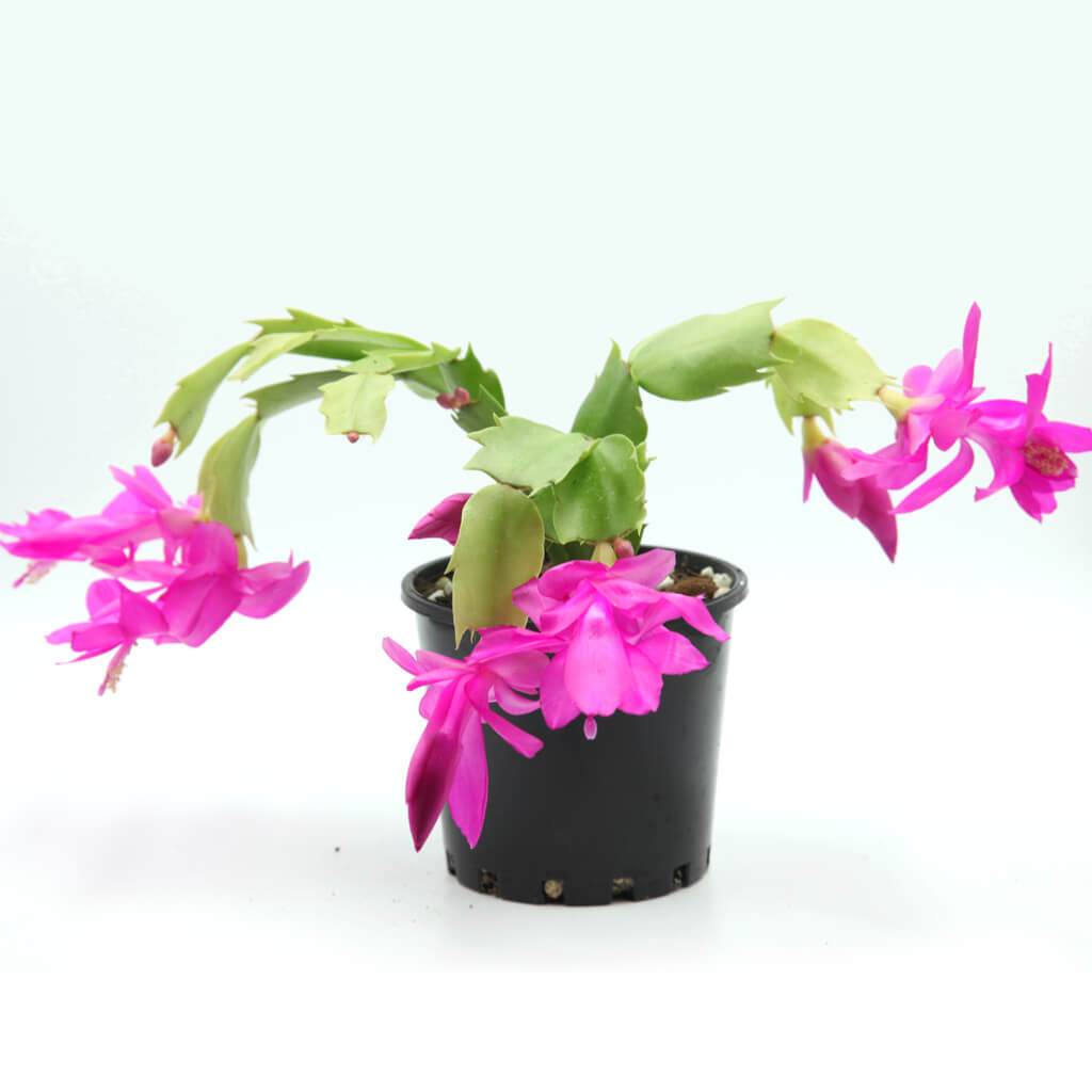 Schlumbergera truncata 'Purple Dancer'