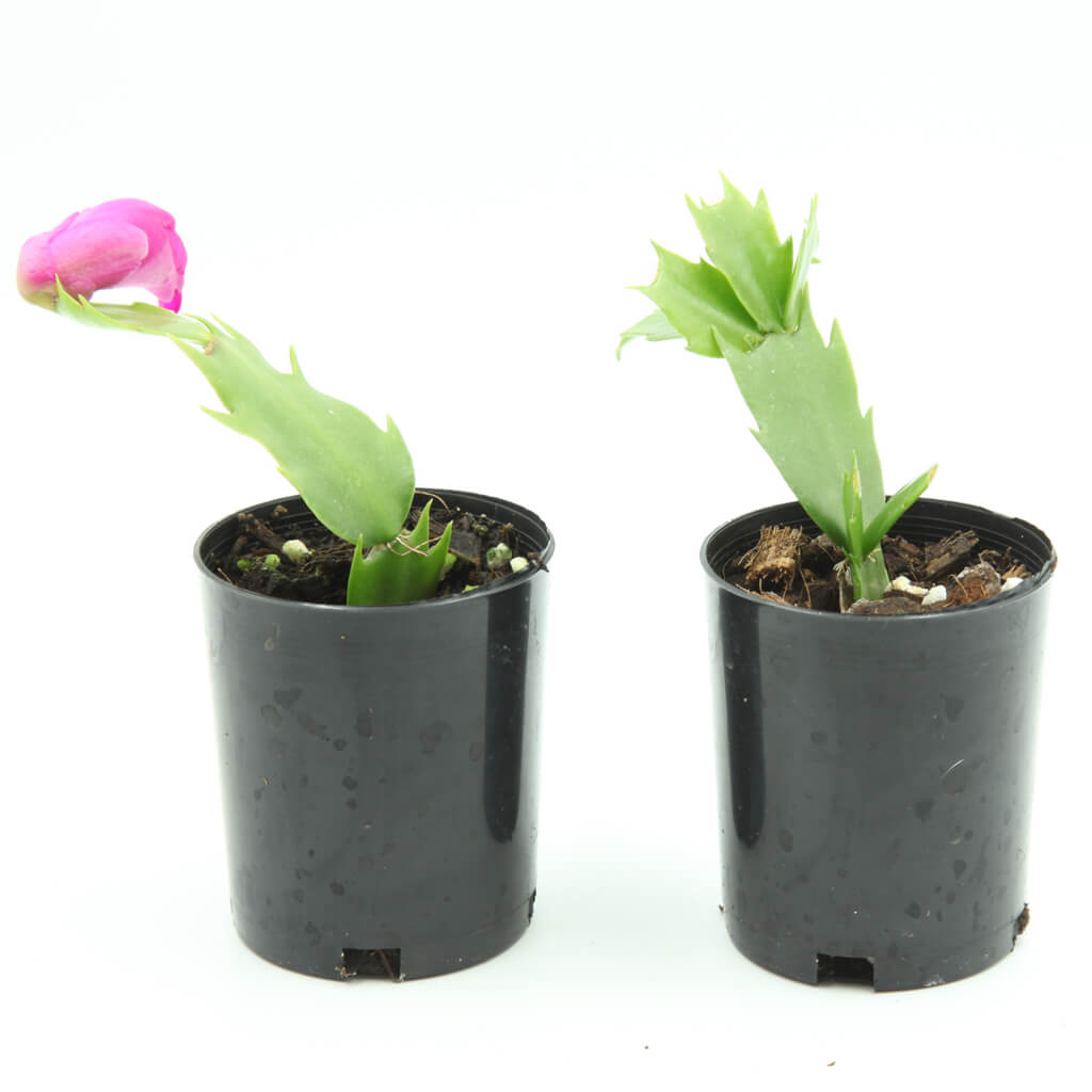 Schlumbergera truncata 'Purple Dancer'
