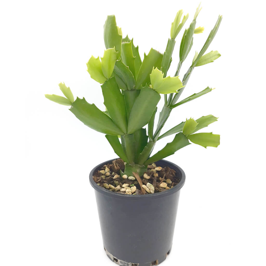 Schlumbergera truncata 'Cyber Dancer'