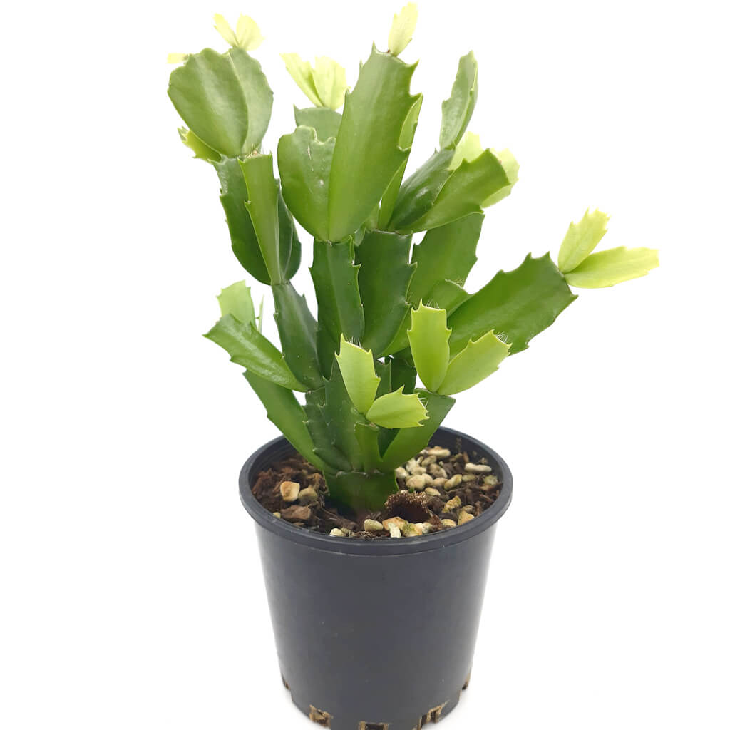 Schlumbergera truncata 'Cyber Dancer'