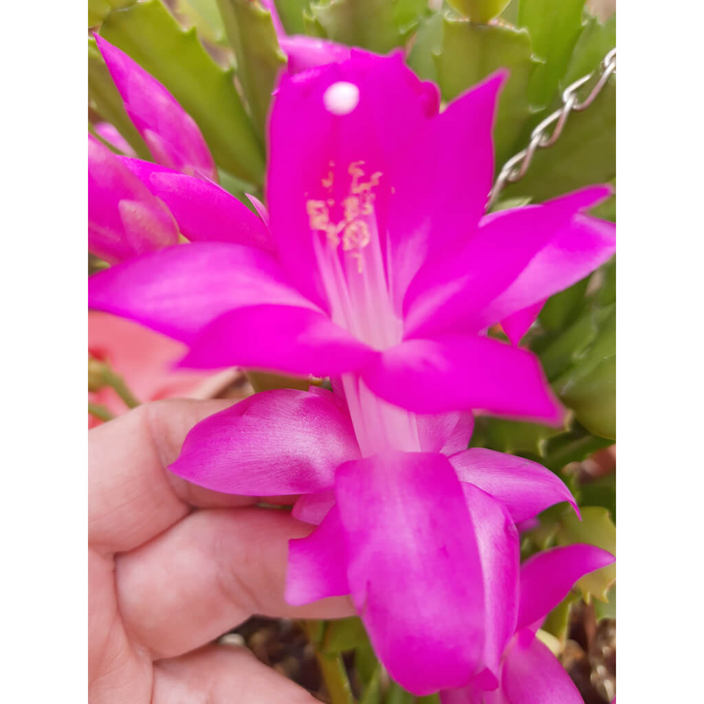 Schlumbergera truncata 'Cyber Dancer'