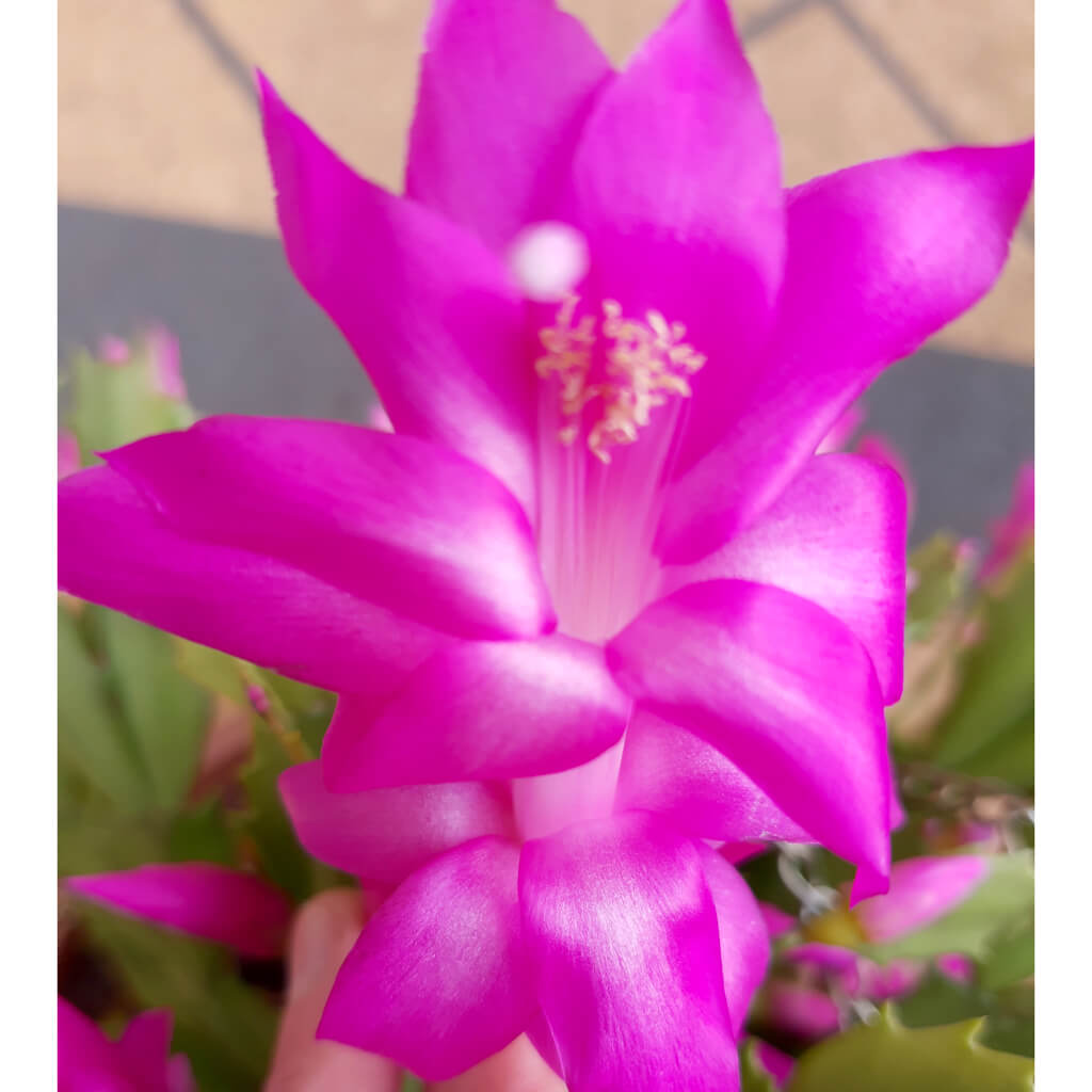 Schlumbergera truncata 'Cyber Dancer'