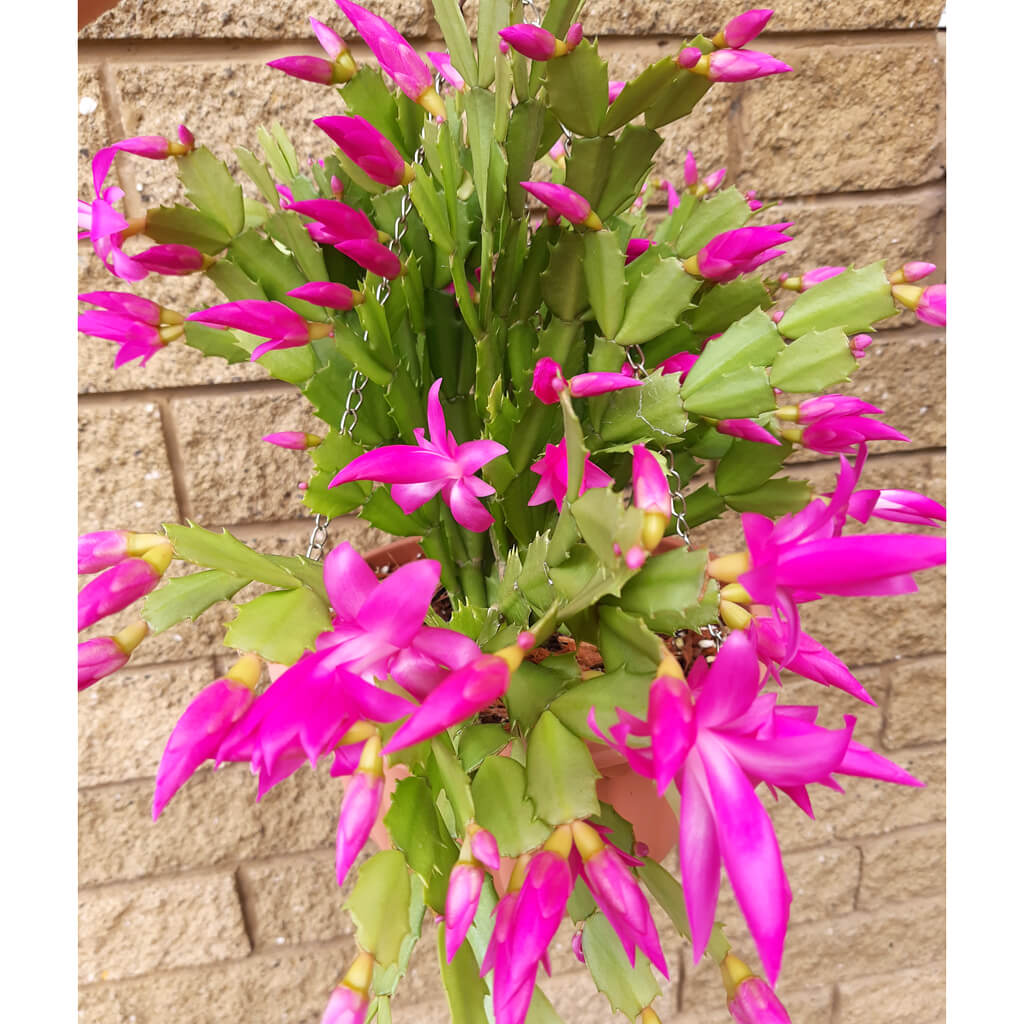 Schlumbergera truncata 'Cyber Dancer'