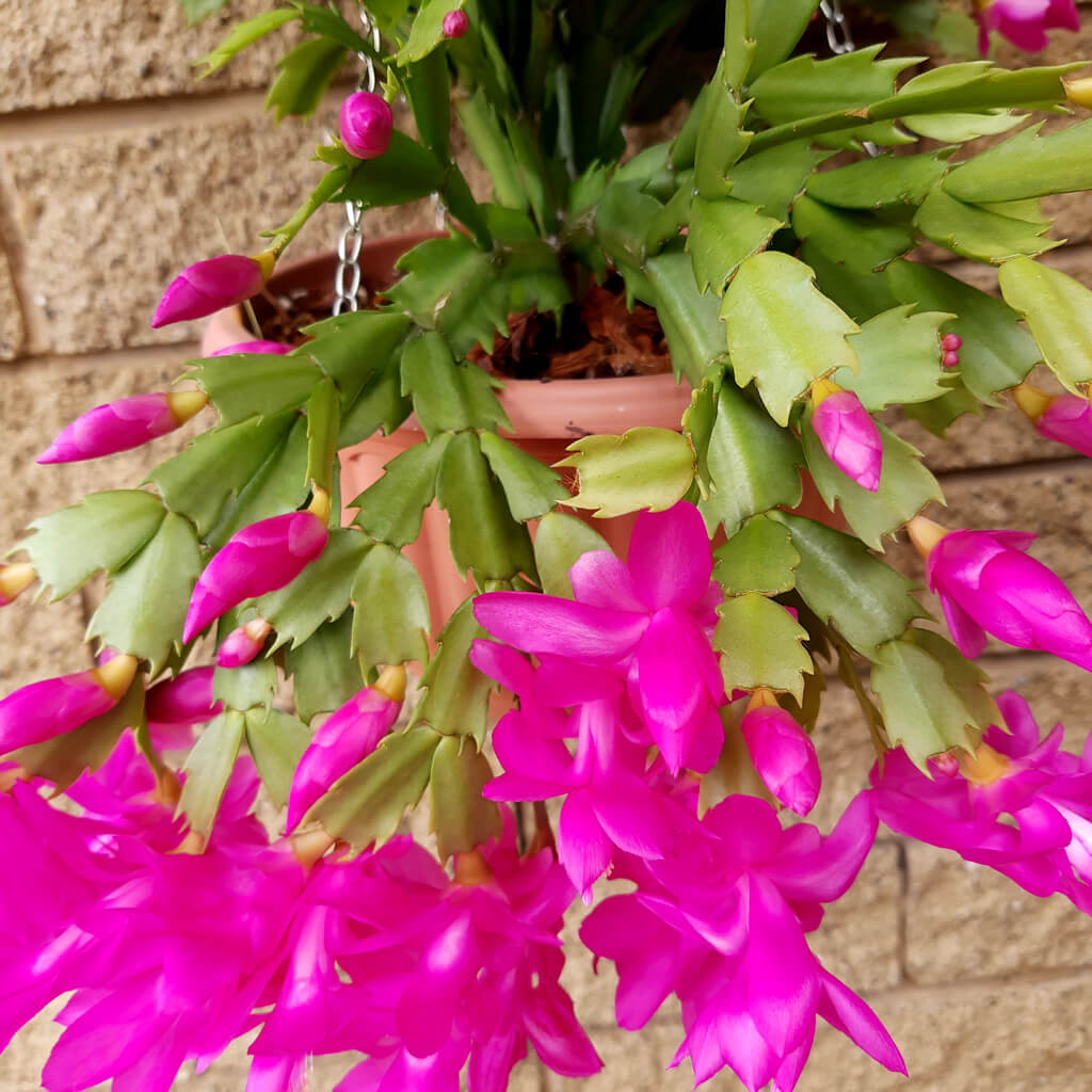 Schlumbergera truncata 'Purple Dancer'