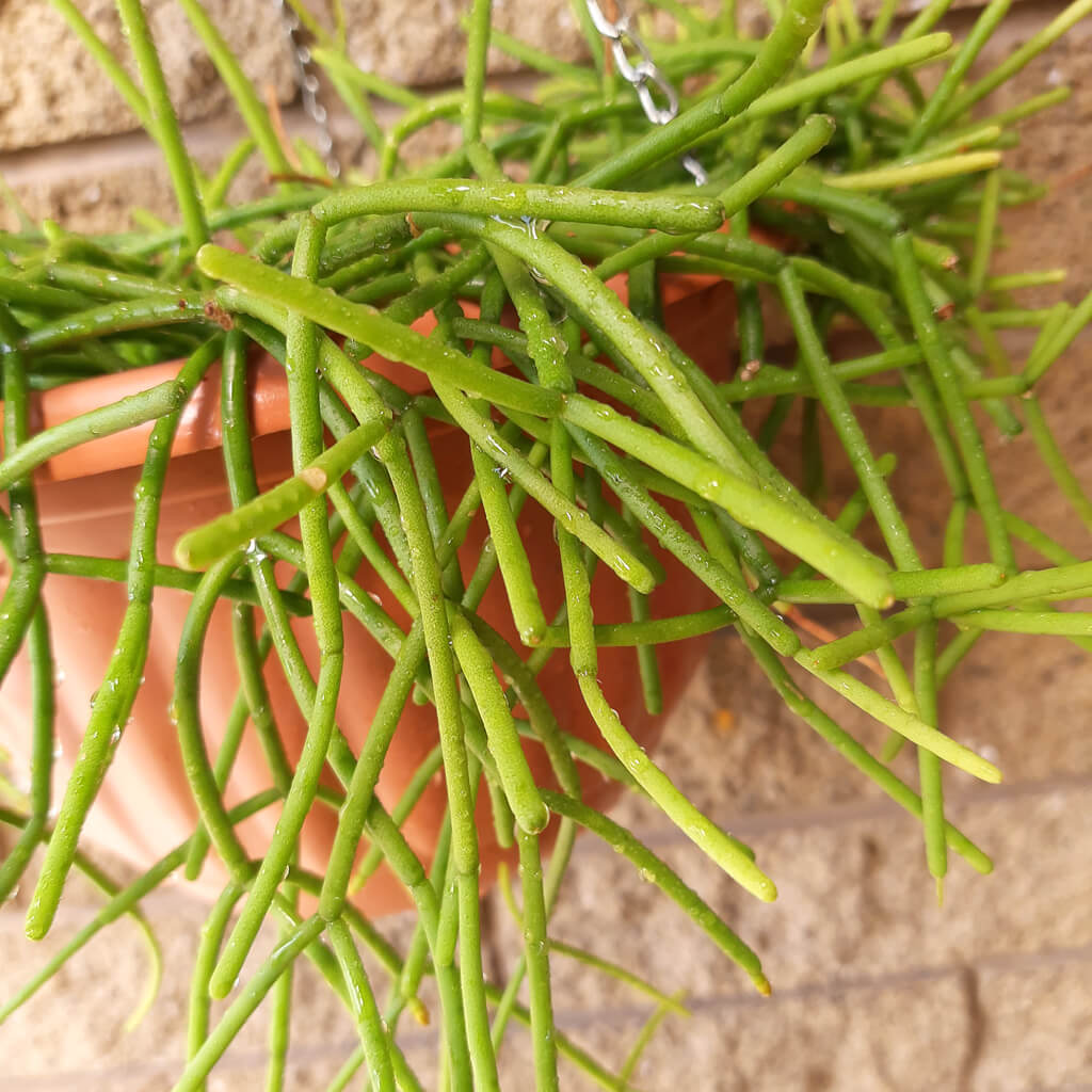 Rhipsalis teres f. heteroclada