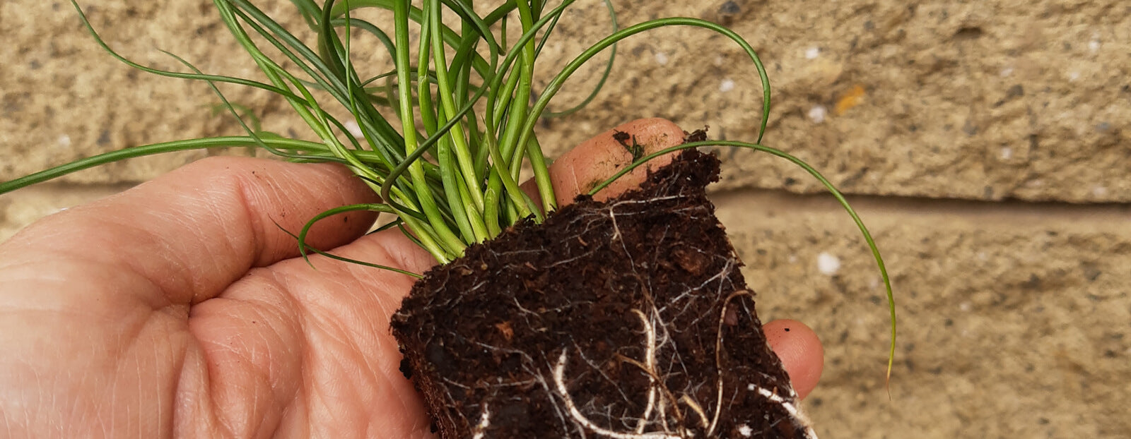 Planting and Caring for Your Tubestock Plants