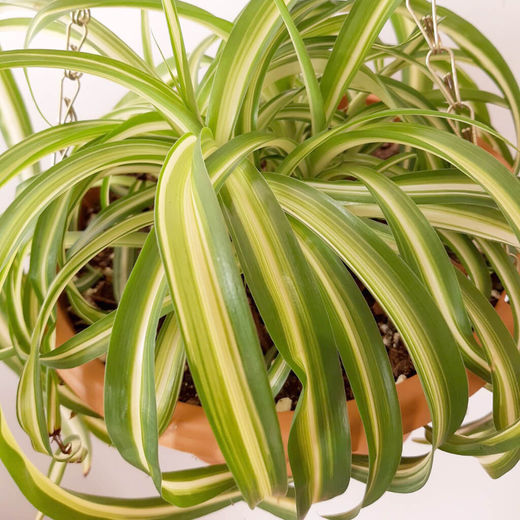 Spider Plants (Chlorophytum)