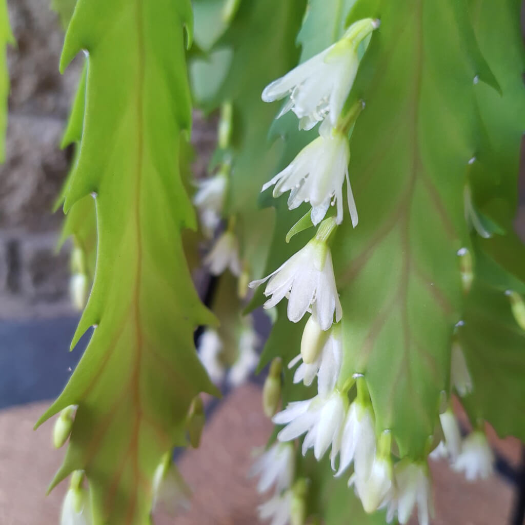 Jungle Cacti (Epiphytic Cacti)