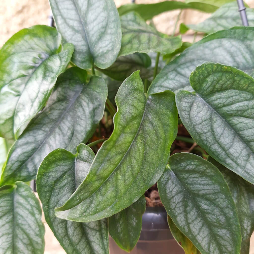 Trailing and Hanging Plants