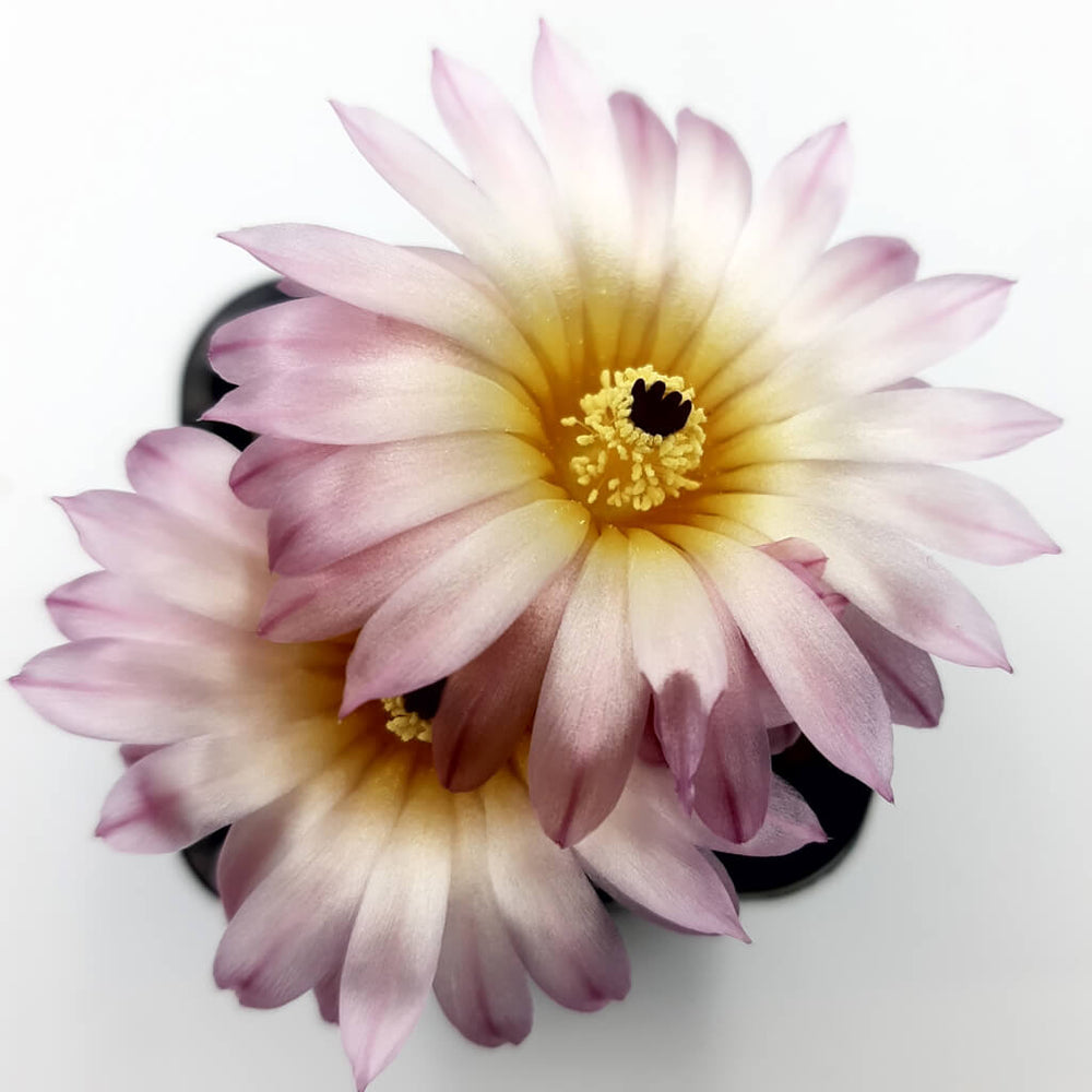 Plants – Statement Plants