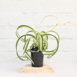 Freshleaffriday My Bonnie Curly Spider Plant Went From A 4 Inch Plant I Bought In June To An 8 Inch Freshleaffriday My Bonnie Curly Spider Plant Went From A 4 Inch Plant I Bought In June To An 8 Inch