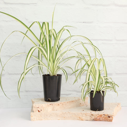 Chlorophytum comosum 'Vittatum'- Variegated Spider Plant