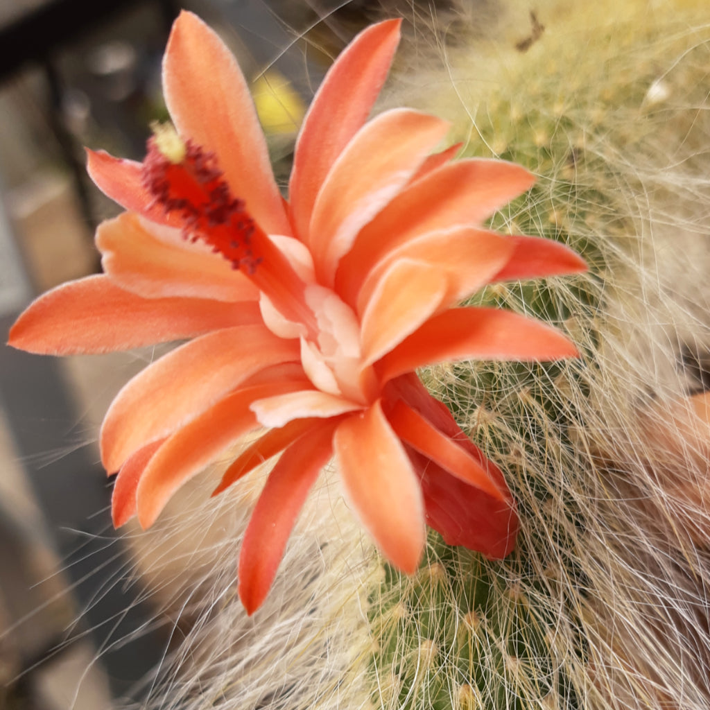 Cleistocactus winteri subs. colademono - Monkey Tail Cactus