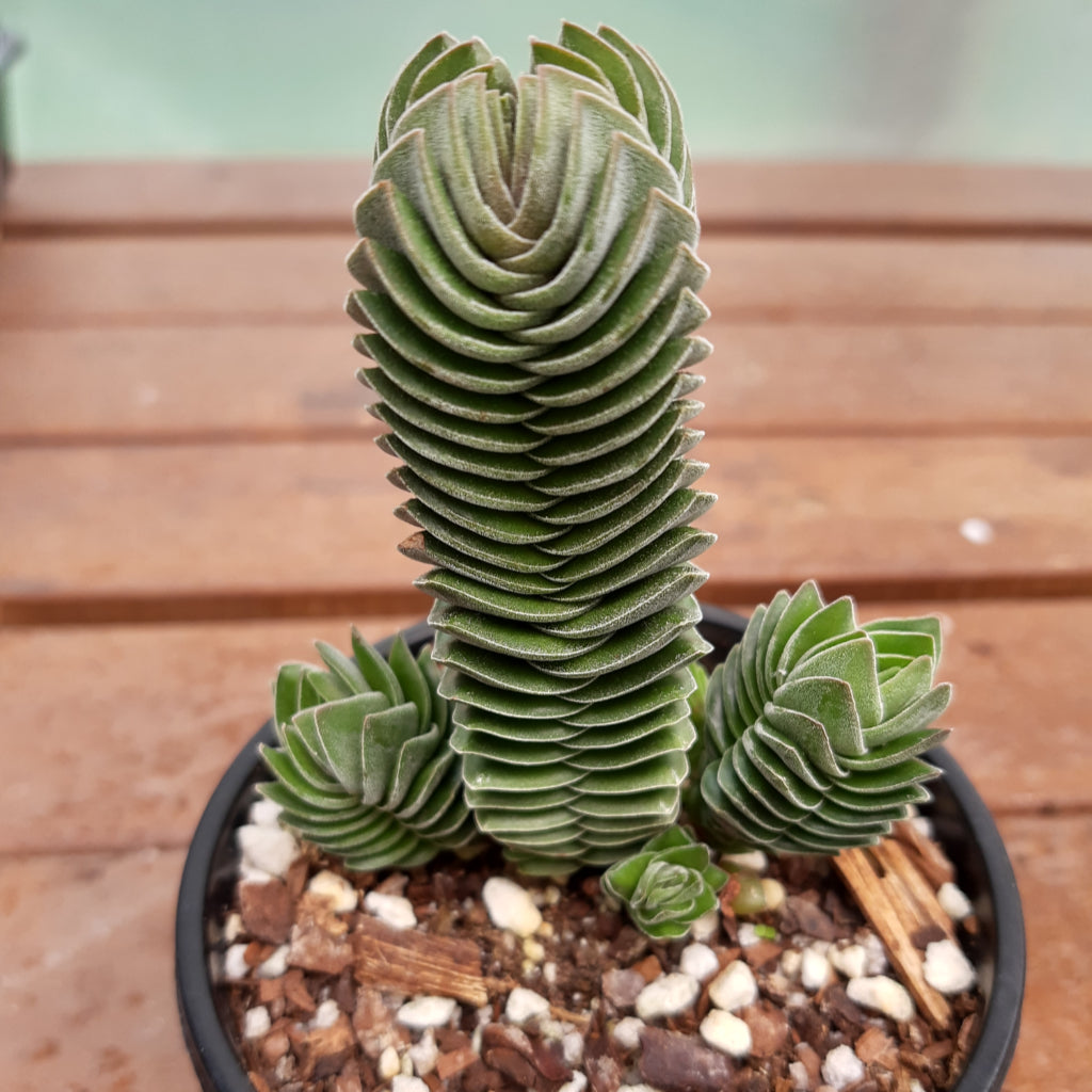 buddha's temple succulent plant Crassula 'Buddha's Temple' – Statement Plants