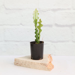 Disocactus anguliger - Fishbone Cactus