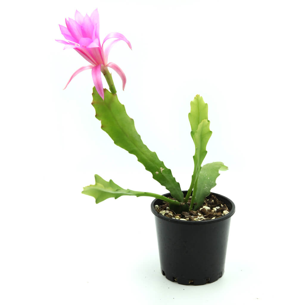 Disocactus nelsonii