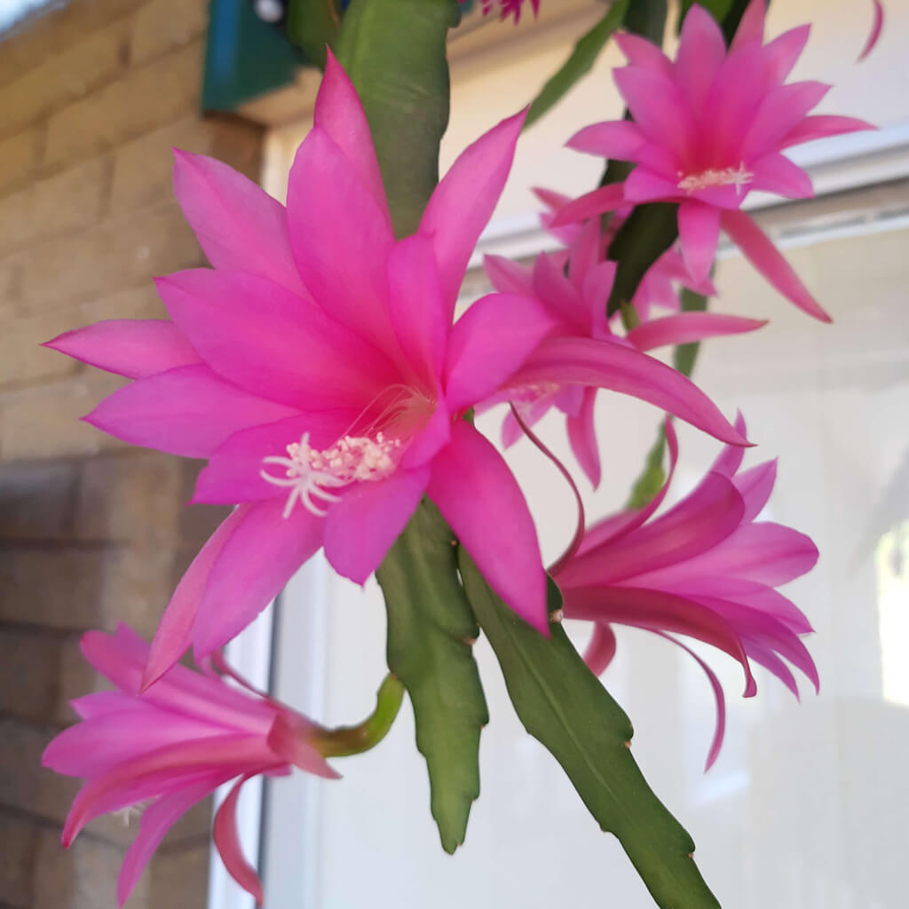 Disocactus nelsonii