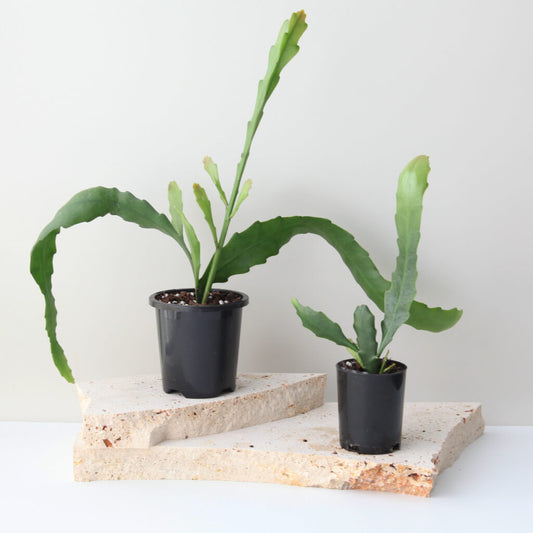 Disocactus nelsonii